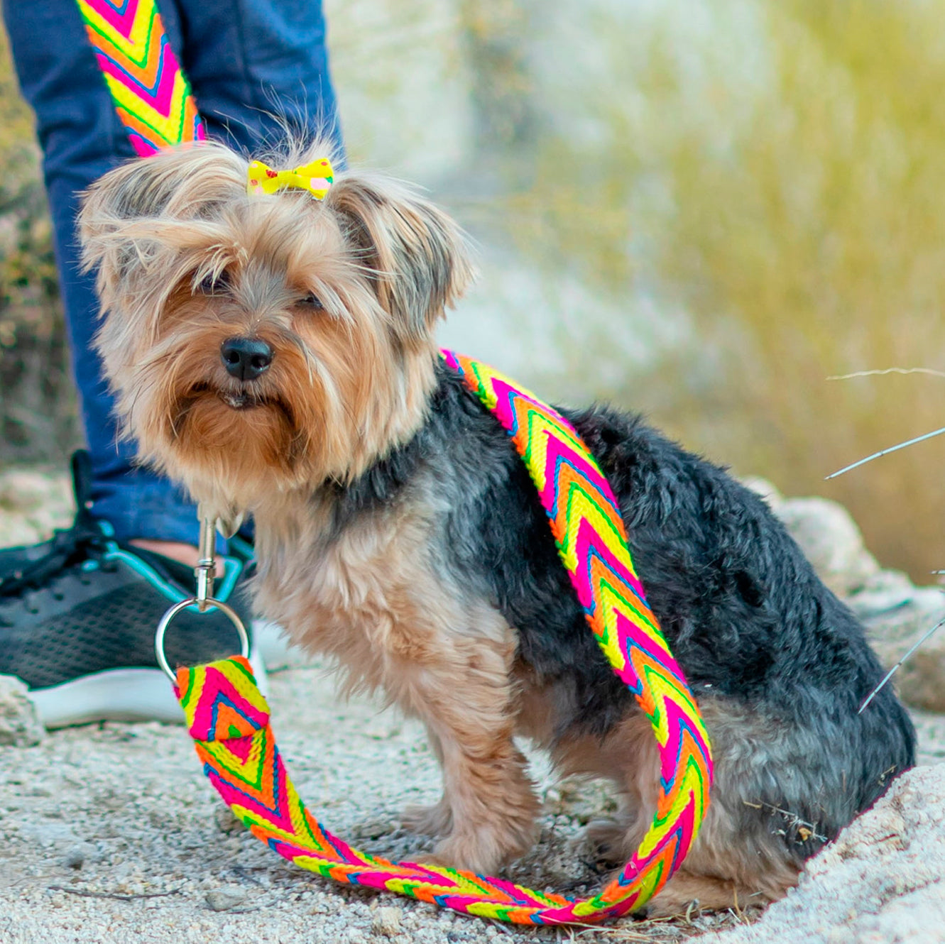 LADY MULTICOLOR-LEASH