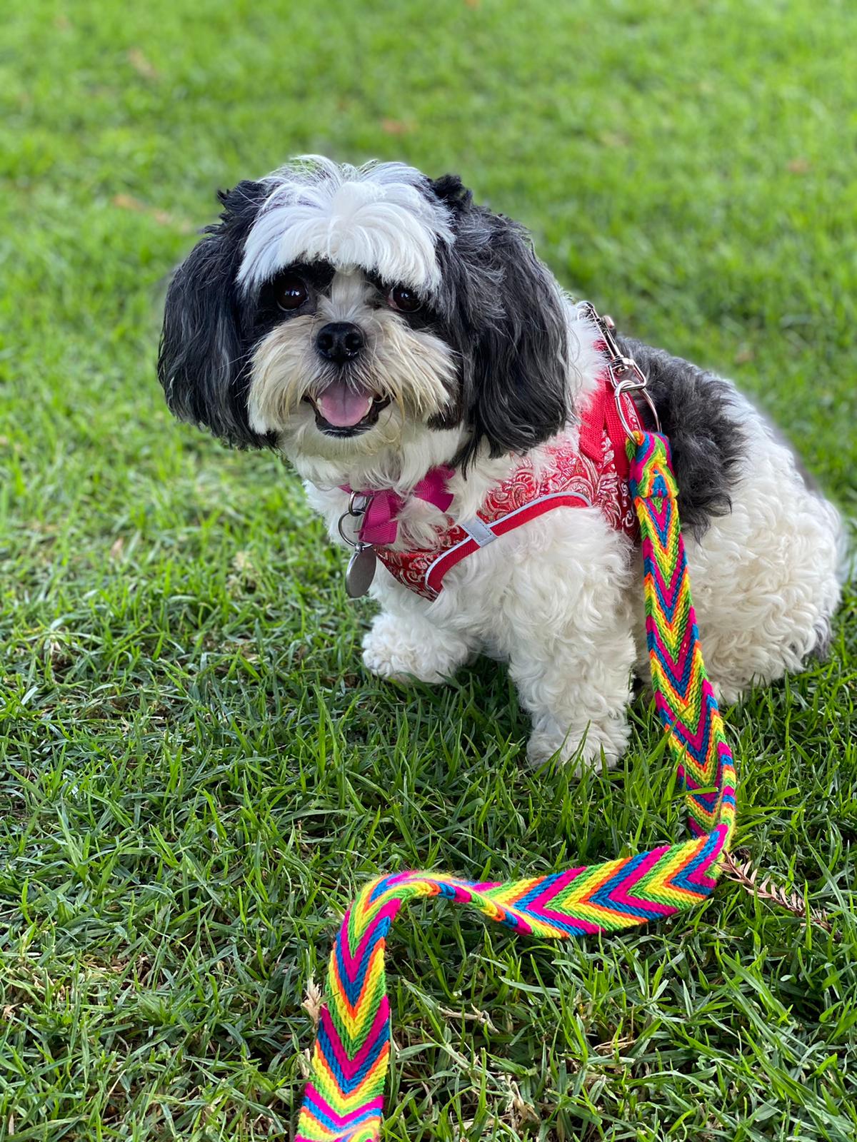 Multicolor Handmade Wayuu Pet Leash - Wuitusu